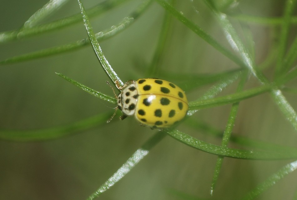 Psyllobora vigintiduopunctata - huszonkétpettyes katica