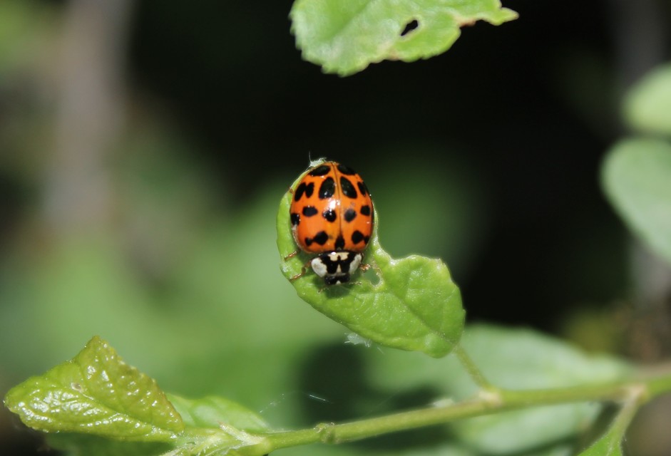 Harmonia axyridis - harlekinkatica
