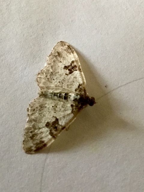 Xanthorhoe fluctuata - közönséges tarkaaraszoló