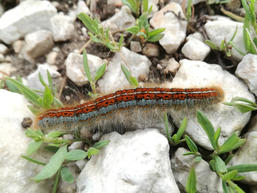 Malacosoma castrensis - kutyatejszövő