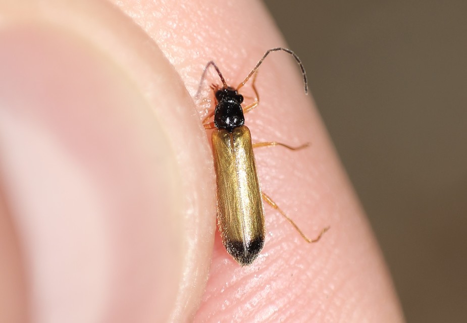 Rhagonycha lignosa - cserjés-lágybogár