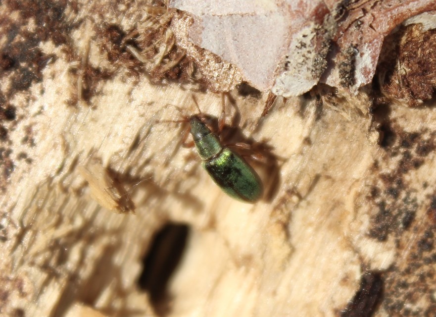 Polydrusus impar - fenyves-lombormányos