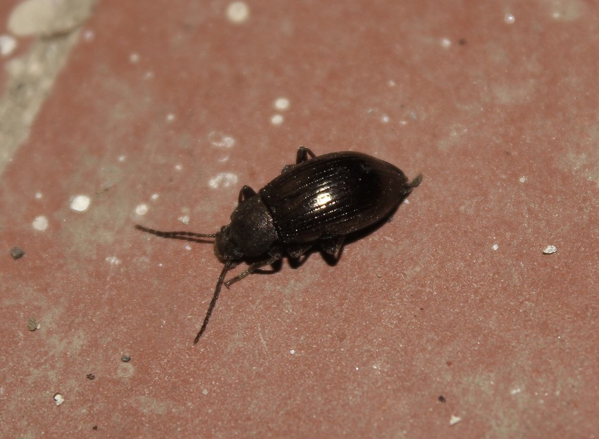 Stenomax aeneus - bronzos gyászbogár