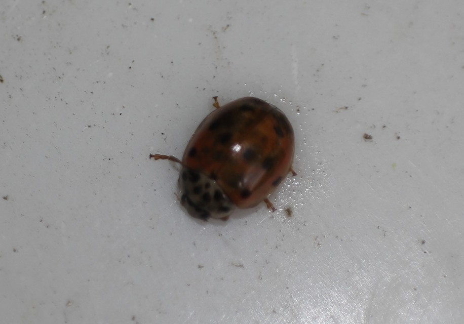 Harmonia quadripunctata - négypettyes katica
