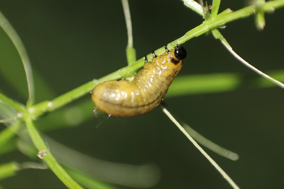 Crioceris