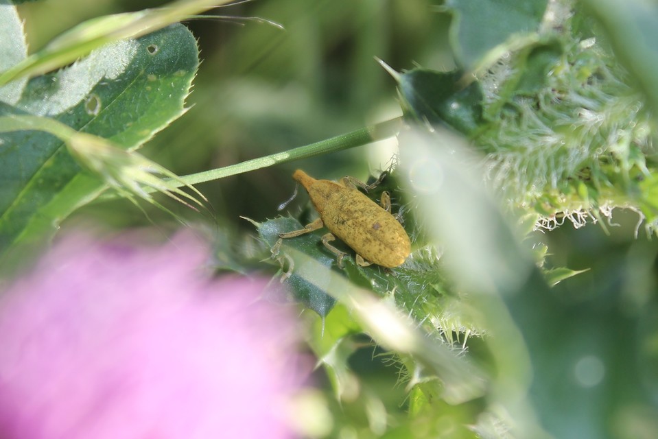 Lixus pulverulentus - mályvafúró dudvabarkó