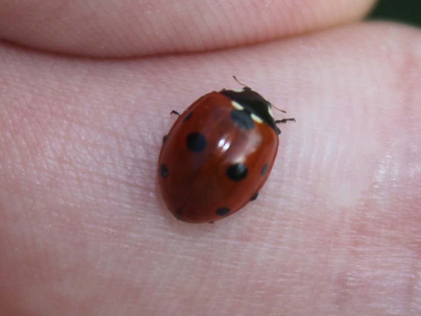 Coccinella septempunctata - hétpettyes katica