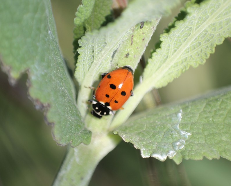 Hippodamia variegata - tizenhárompettyes katica