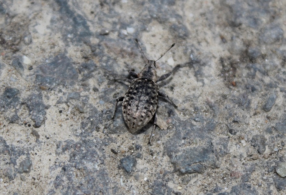 Liophloeus tessulatus - kockás barabolyormányos