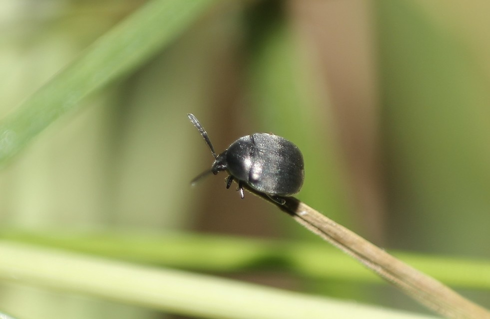 Spermophagus