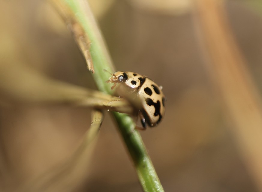 Tytthaspis sedecimpunctata - tizenhatpettyes katica