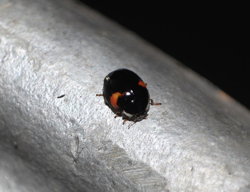 Adalia decempunctata - tízpettyes katica