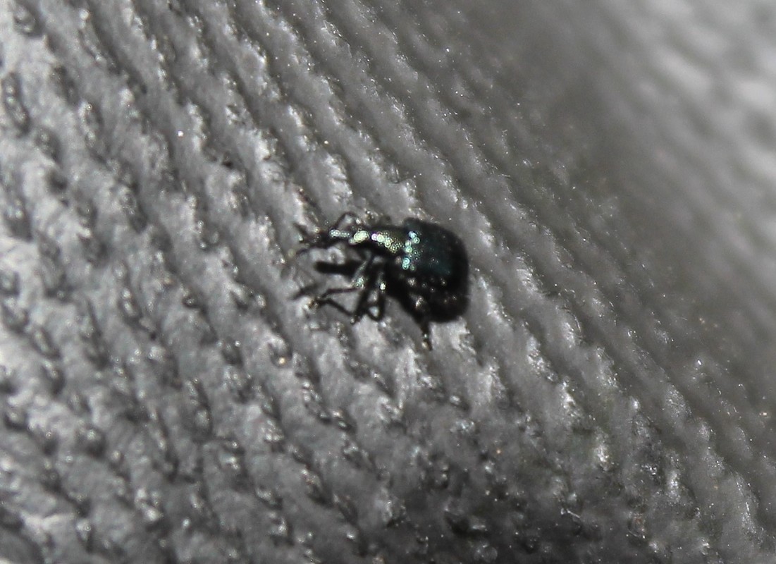Neocoenorhinidius