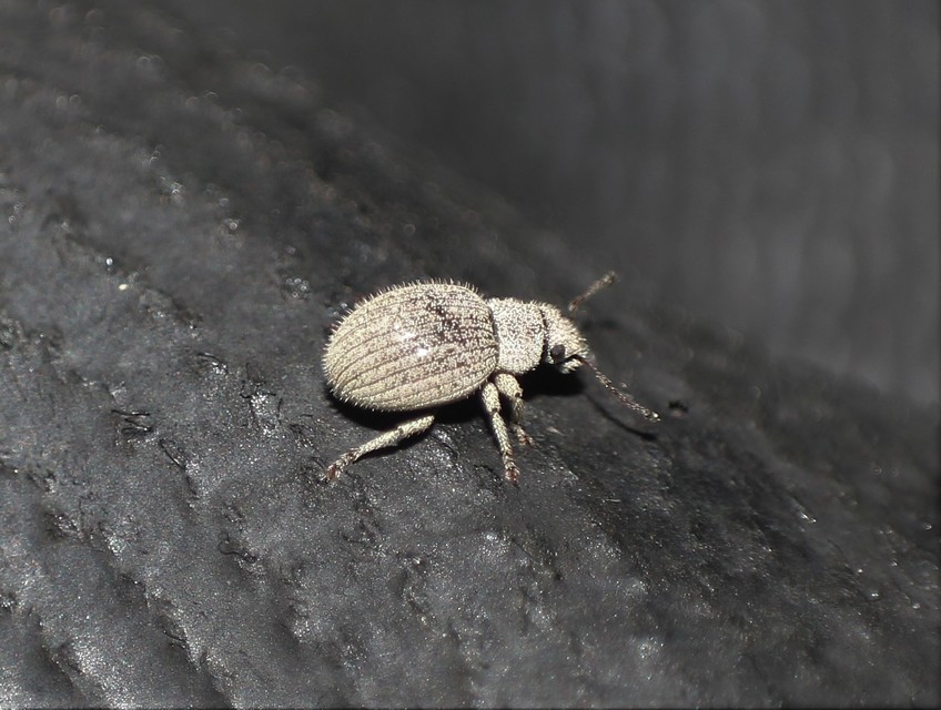 Foucartia squamulata - közönséges törpebarkó