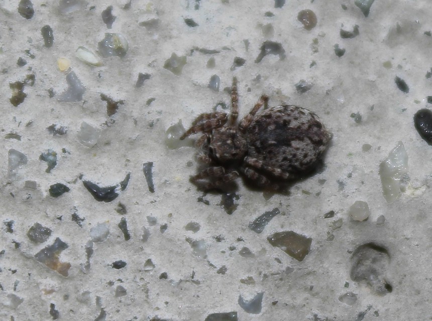 Salticidae - ugrópókok