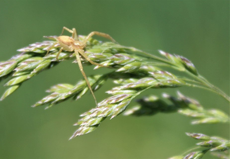 Philodromidae - fürgekarolópókok