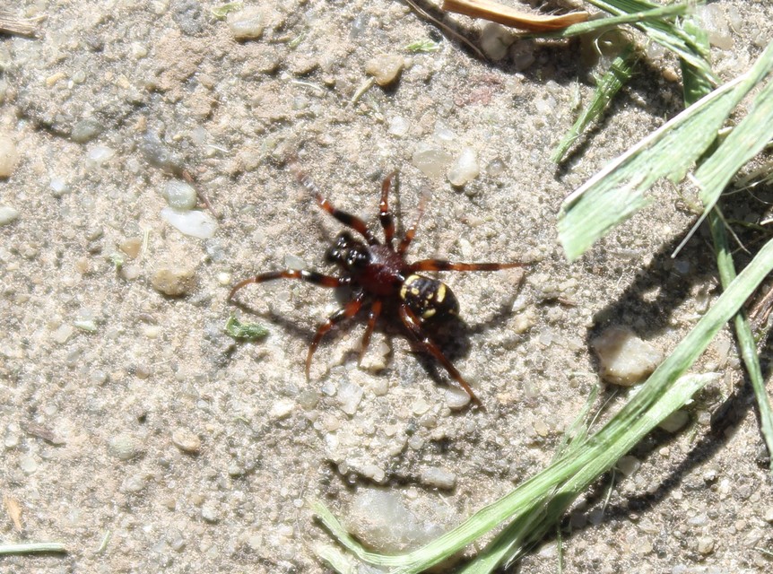 Asagena phalerata