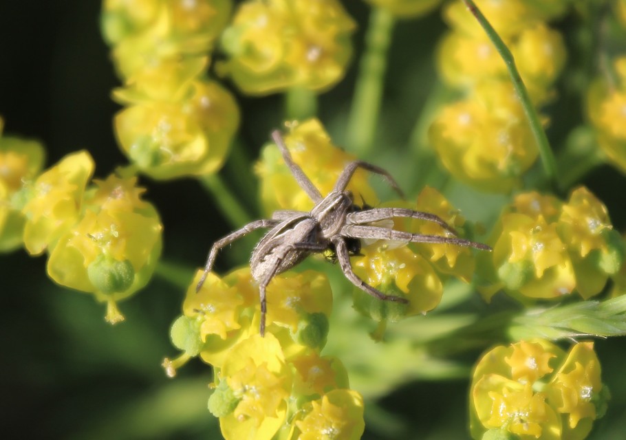 Thanatus formicinus - bársonysávos karolópók