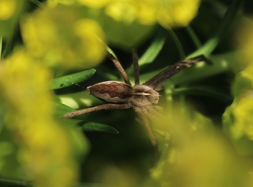 Pisaura mirabilis - csodáspók