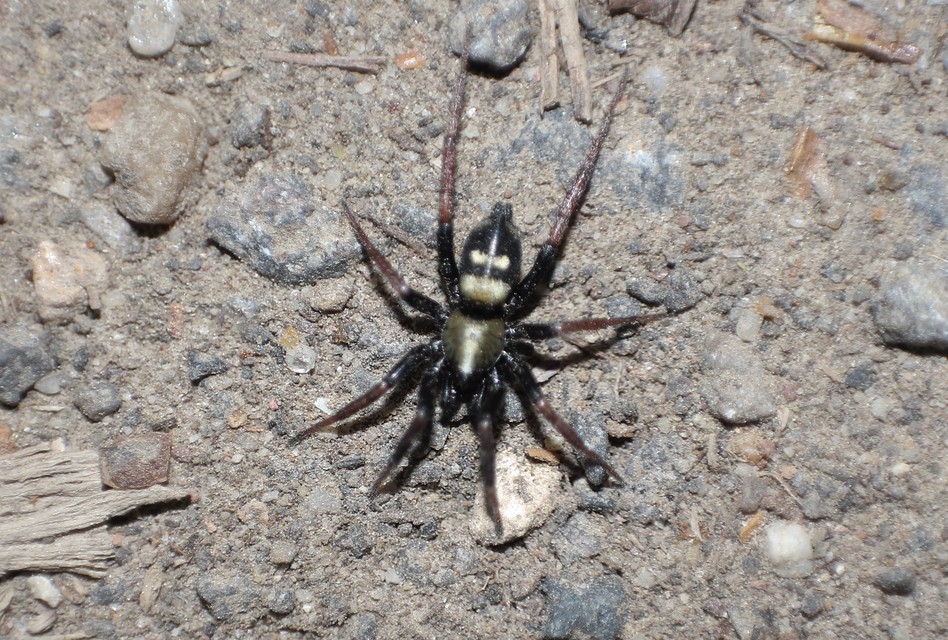 Callilepis