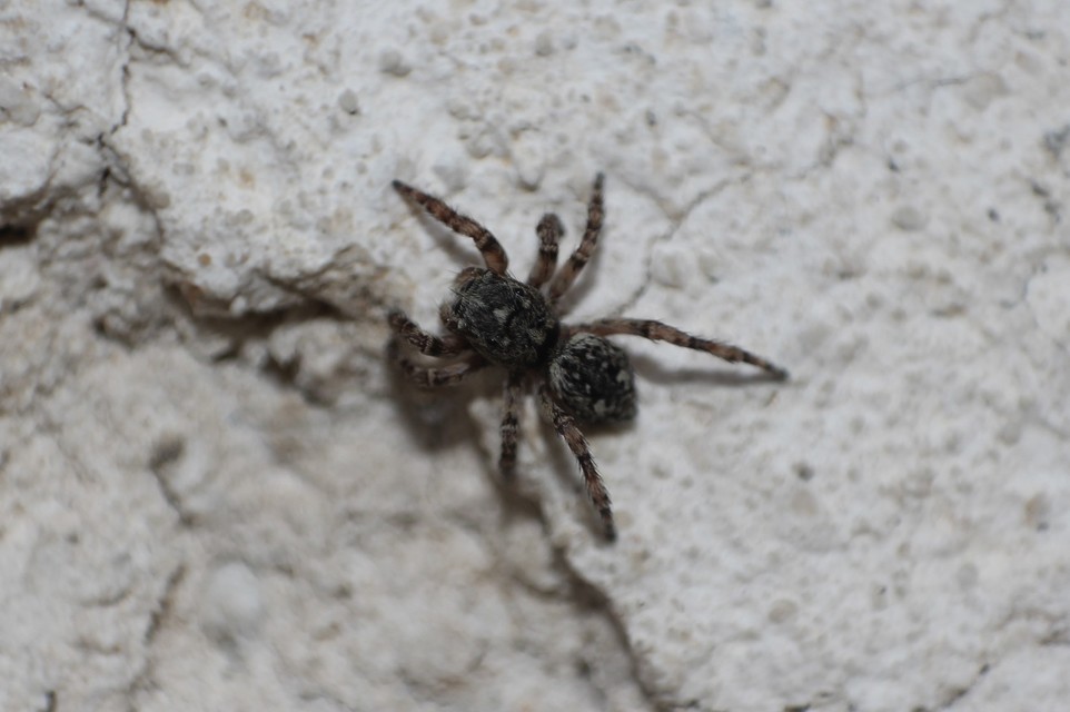 Salticidae - ugrópókok