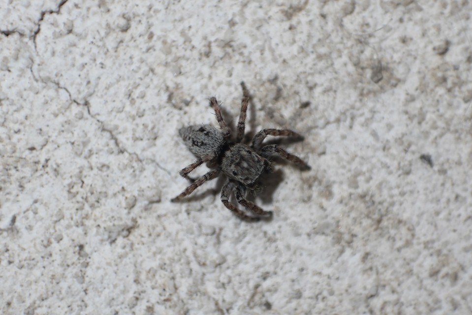 Salticidae - ugrópókok
