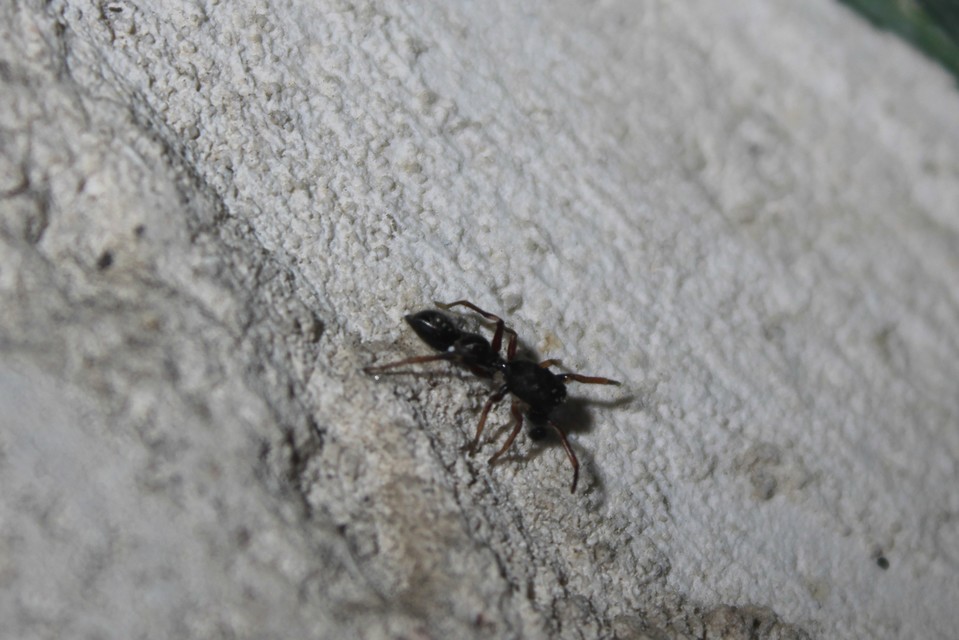 Leptorchestes berolinensis - fekete hangyautánzópók