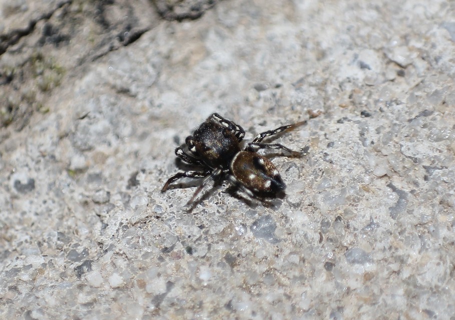 Heliophanus