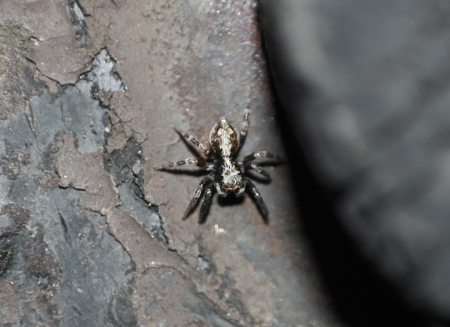 Pseudeuophrys lanigera - szobai ugrópók