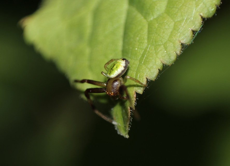 Ebrechtella tricuspidata - alakoskodó karolópók
