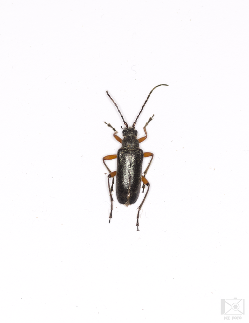 Cortodera villosa - bozontos cserjecincér