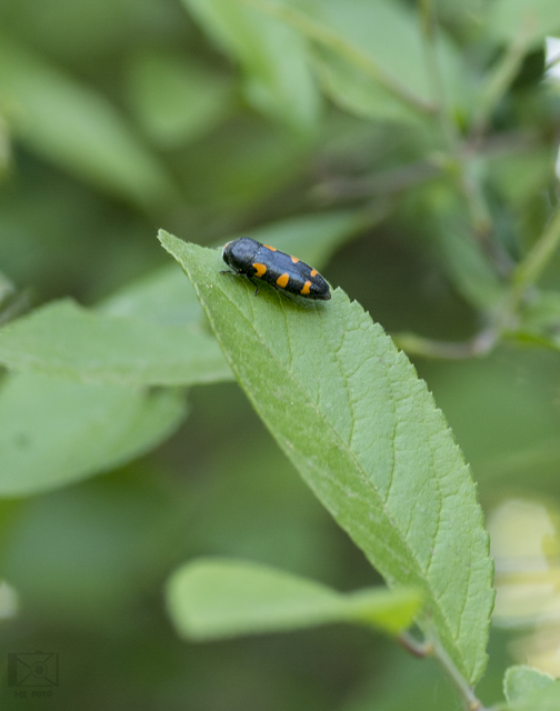 Ptosima undecimmaculata - sárgafoltos díszbogár