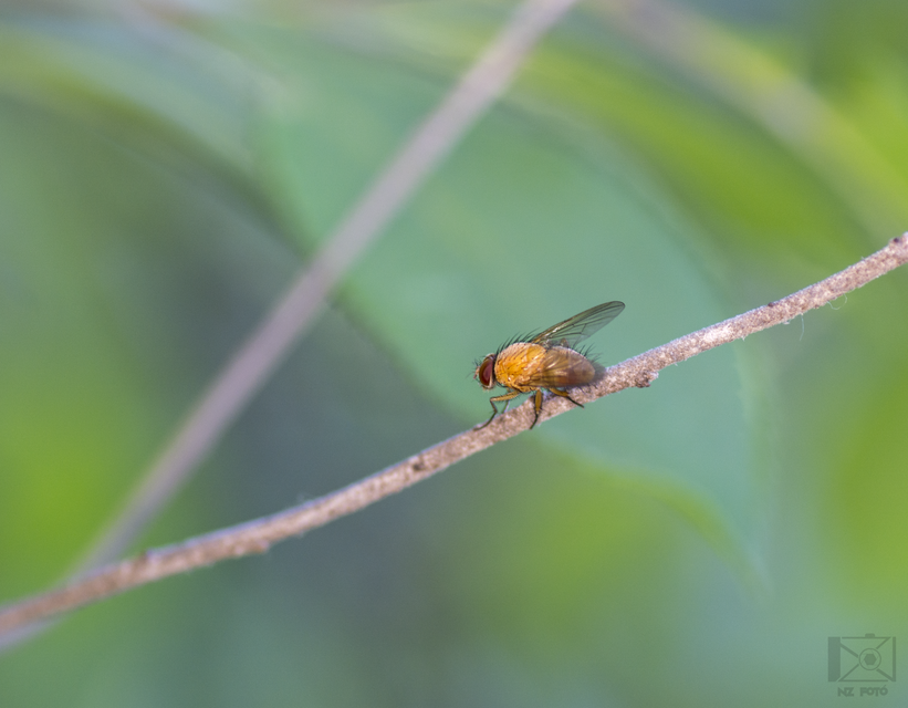 Phaonia pallida