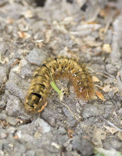 Lasiocampa quercus - tölgyfaszövő