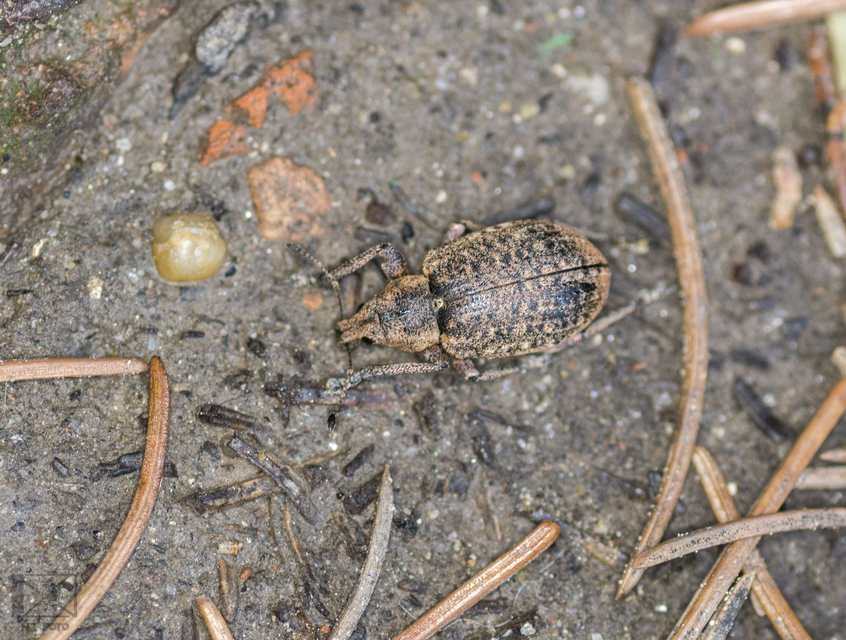 Liophloeus tessulatus - kockás barabolyormányos