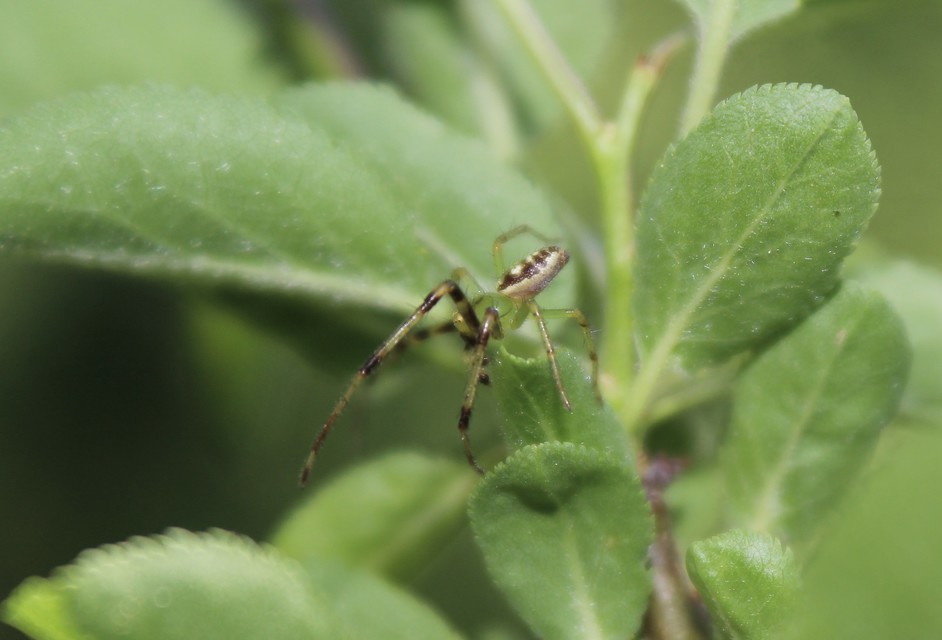 Diaea dorsata - címeres karolópók