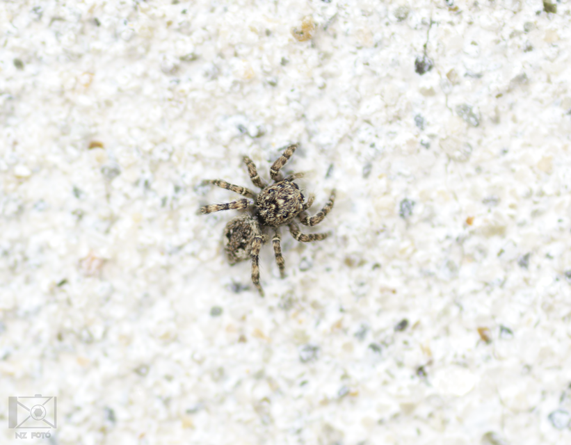 Salticidae - ugrópókok