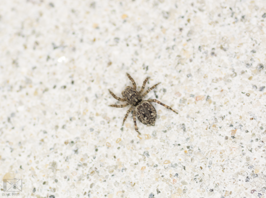 Salticidae - ugrópókok