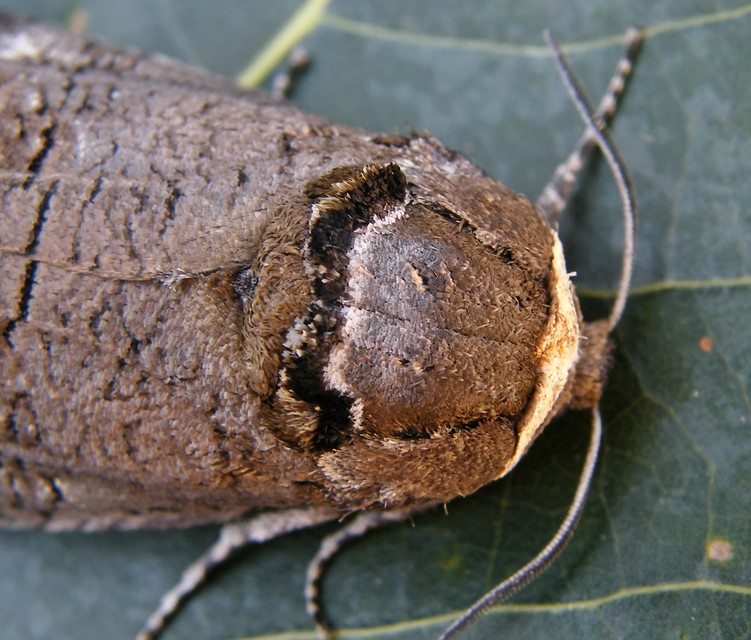 Cossus cossus - fűzfarontólepke