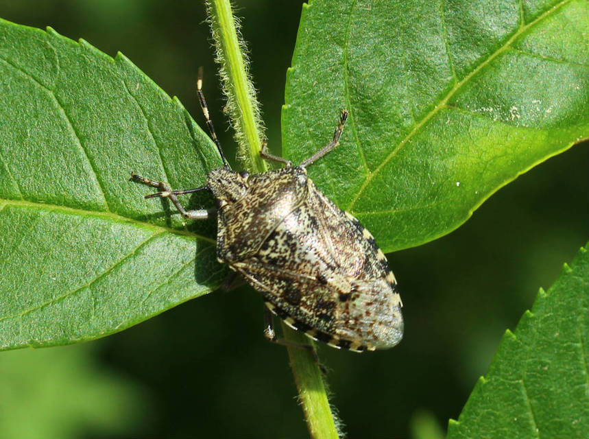 Rhaphigaster nebulosa - bencepoloska