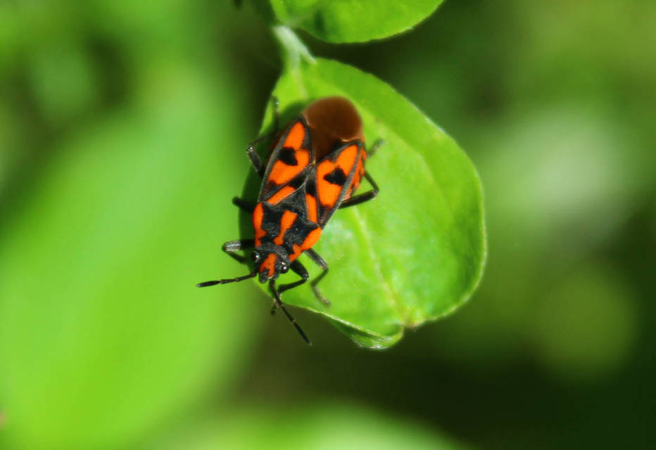 Spilostethus saxatilis - virágbodobács