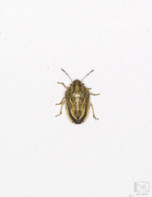 Neottiglossa leporina - sárgahasú címerespoloska Neottiglossa leporina - sárgahasú címerespoloska
