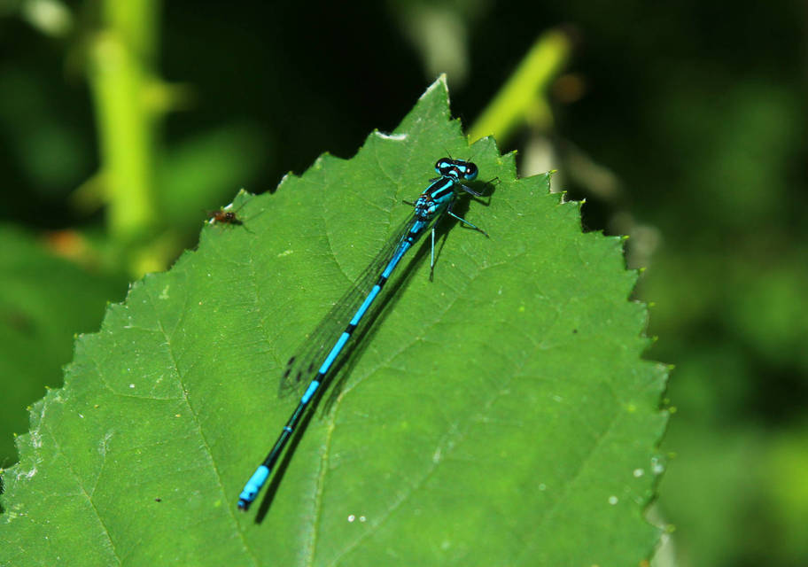 Coenagrion puella - azúrkék légivadász