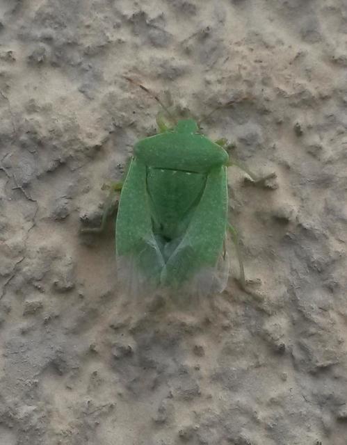 Nezara viridula - zöld vándorpoloska