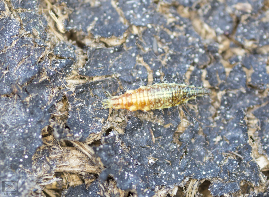 Chrysopidae - zöldfátyolkák Chrysopidae - zöldfátyolkák
