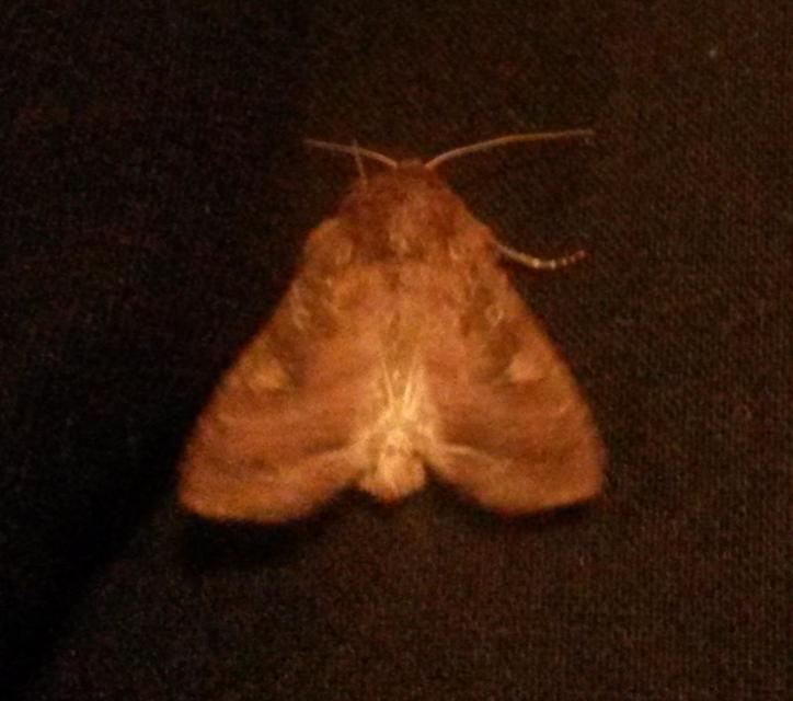 Lacanobia oleracea - saláta-kertibagoly