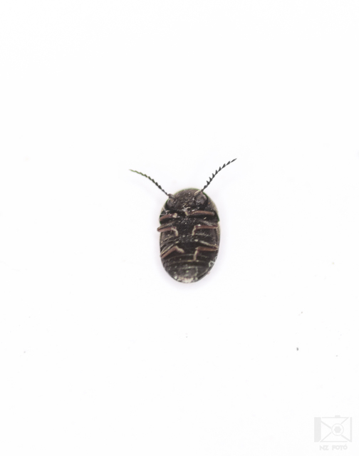 Xyletinus