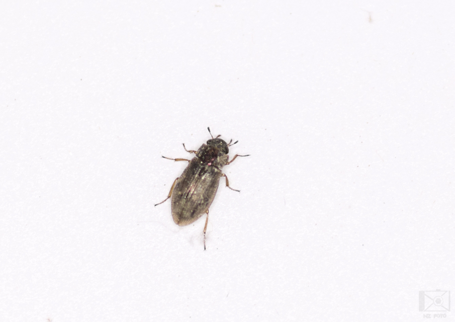 Helophorus Helophorus