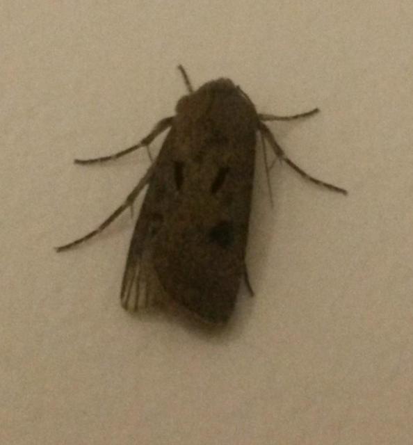 Agrotis exclamationis - felkiáltójeles földibagoly