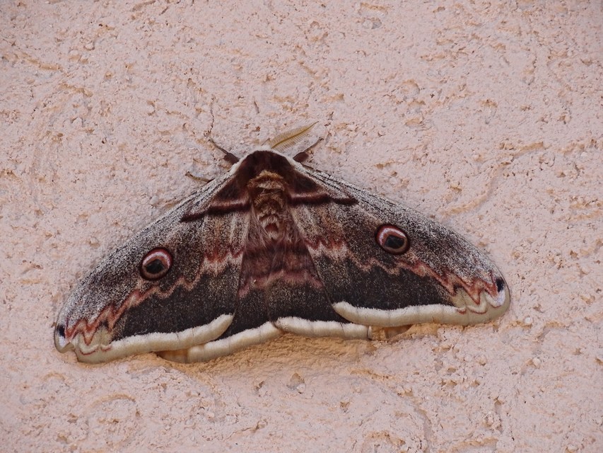 Saturnia pyri - nagy pávaszem